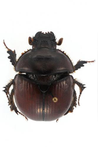 Bolbaffer bremeri
